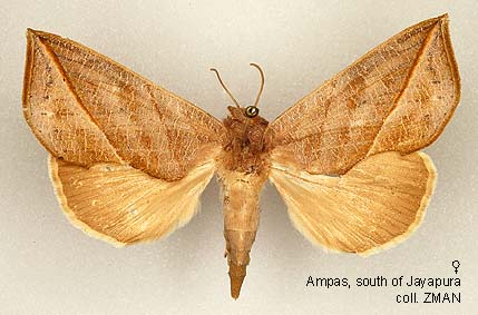 Papua Insects Foundation (Lepidoptera/Erebidae (Calpinae, Calpini ...